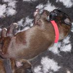 Rotes Halsband, Alma Magic (1 Woche alt)